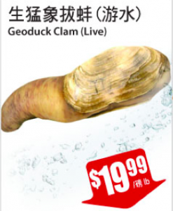 tnt-crazy-geoduck-clam